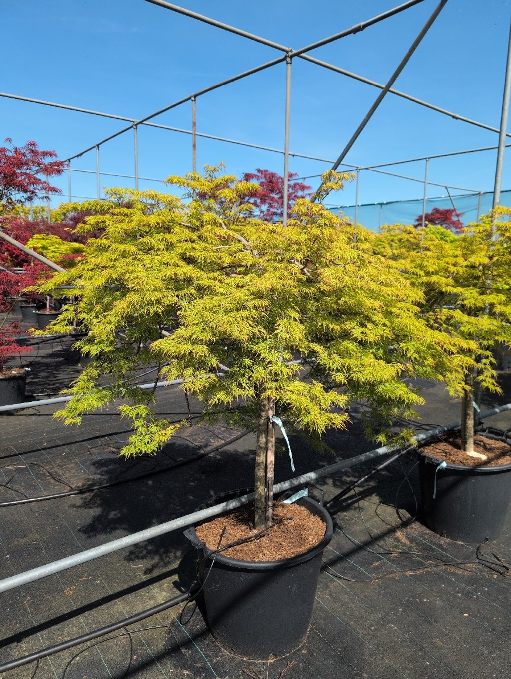 Acer pal. 'Emerald Lace' - 90 CM Stem Cont.